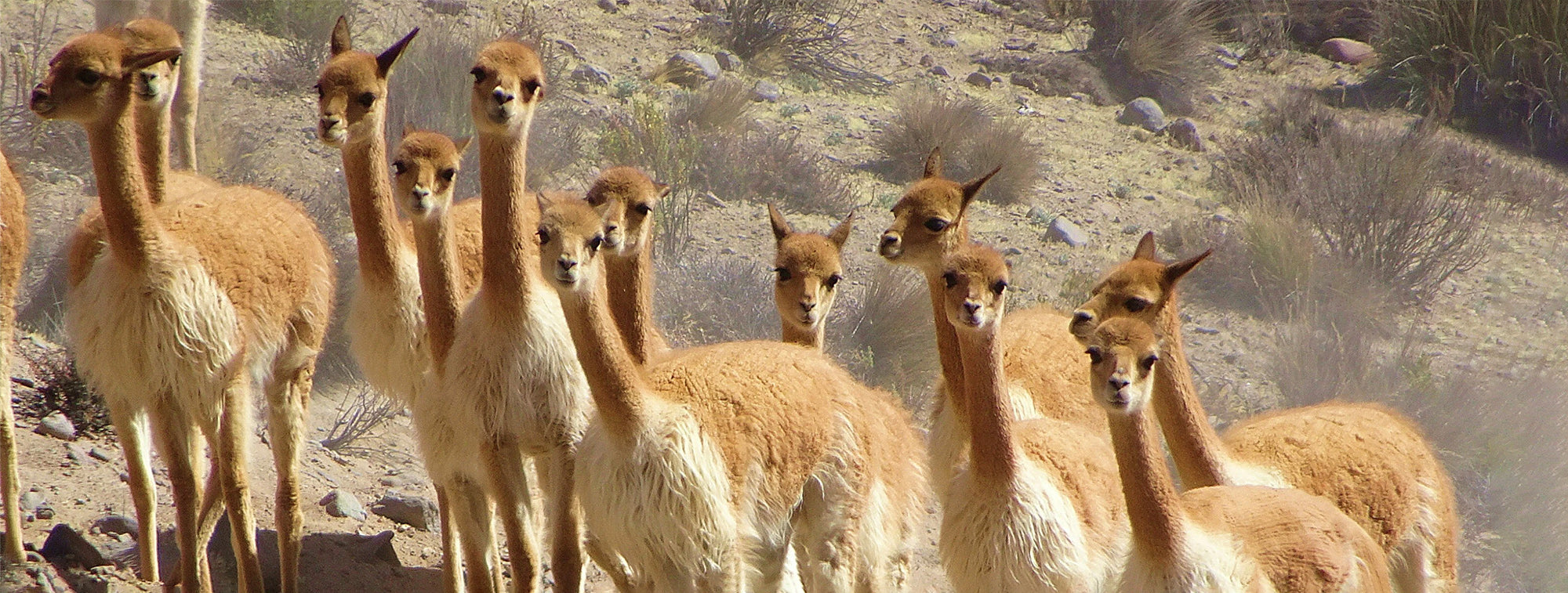 Vicuña